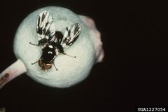 Blueberry maggot by Jerry A. Payne, USDA Agricultural Research Service. Used under a CC BY 3.0 license.