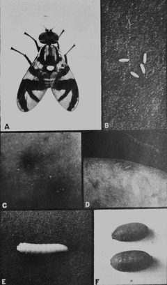 Rhagoletis pomonella by Joseph Berger, Bugwood.org. Used under a CC BY 3.0 license.