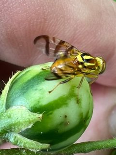 Zonosemata electa - inat 219050701 by {{{name}}}. Used under a CC BY 4.0 license.