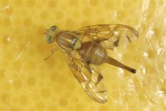 Anastrepha ludens 5179020 by Jeffrey W. Lotz, Florida Department of Agriculture and Consumer Services. Used under a CC BY 3.0 us license.