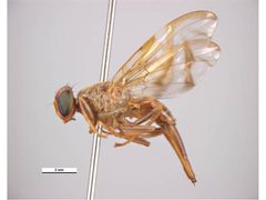 Anastrepha ludens lateral by Ken Walker Museum Victoria Museum Victoria. Used under a CC BY 3.0 au license.