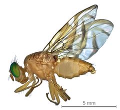 Anastrepha ludens male lateral by Valdez. Used under a CC BY-SA 3.0 license.
