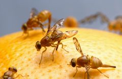 Female Mexican fruit fly by wikipedia. Used under a Public domain license.