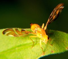Strauzia longipennis by Bruce Marlin. Used under a CC BY-SA 3.0 license.