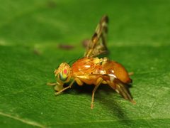 Sunflower Maggot Fruit Fly - Flickr - treegrow by Katja Schulz from Washington, D. C., USA. Used under a CC BY 2.0 license.