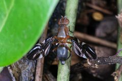 Delphinia picta 310504730 by Jasper Shide. Used under a CC0 license.