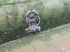 Callopistromyia annulipes Caldonazzo 01 by Syrio. Used under a CC BY-SA 4.0 license.