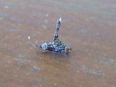Callopistromyia annulipes Caldonazzo 02 by Syrio. Used under a CC BY-SA 4.0 license.