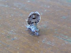 Callopistromyia annulipes Caldonazzo 03 by Syrio. Used under a CC BY-SA 4.0 license.
