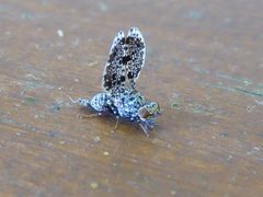 Callopistromyia annulipes Caldonazzo 04 by Syrio. Used under a CC BY-SA 4.0 license.