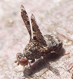 Callopistromyia annulipes Hungary by Siga. Used under a CC BY-SA 3.0 license.
