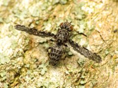 Callopistromyia strigula by Katja Schulz. Used under a CC BY 4.0 license.