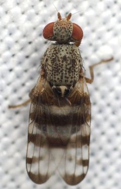 Pseudotephritina inaequalis 21837432 by Pinnacles National Park. Used under a CC BY 4.0 license.