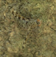 Pseudotephritis approximata P1070933a by 
xpda. Used under a CC BY-SA 4.0 license.