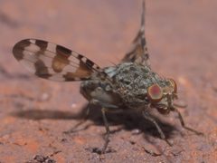 Pseudotephritis approximata P1320879a by 
xpda. Used under a CC BY-SA 4.0 license.