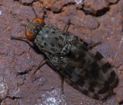 Pseudotephritis approximata P1420569a by 
xpda. Used under a CC BY-SA 4.0 license.