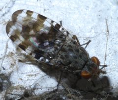 Pseudotephritis approximata P1420613a by
xpda. Used under a CC BY-SA 4.0 license.