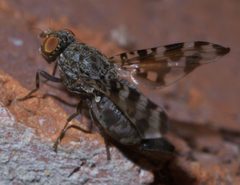 Pseudotephritis approximata P1450673a by 
xpda. Used under a CC BY-SA 4.0 license.