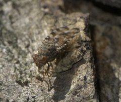 Pseudotephritis approximata P1550046a by 
xpda. Used under a CC BY-SA 4.0 license.