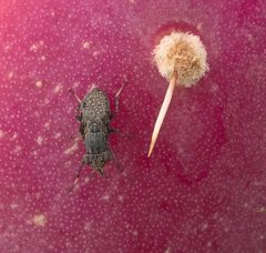 Stictomyia longicornis P1080983a by 
xpda. Used under a CC BY-SA 4.0 license.