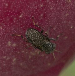 Stictomyia longicornis P1080985a by
xpda. Used under a CC BY-SA 4.0 license.