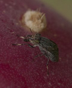 Stictomyia longicornis P1080986a by 
xpda. Used under a CC BY-SA 4.0 license.