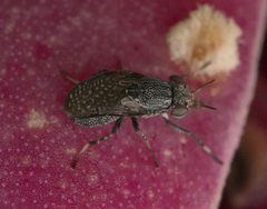 Stictomyia longicornis P1080988a by 
xpda. Used under a CC BY-SA 4.0 license.