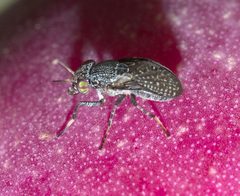 Stictomyia longicornis P1080989a by 
xpda. Used under a CC BY-SA 4.0 license.