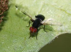 Fly May 2008-2 by Alvesgaspar. Used under a CC BY-SA 3.0 license.
