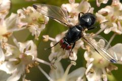 Seioptera.vibrans.-.lindsey by James K. Lindsey. Used under a CC BY-SA 3.0 license.