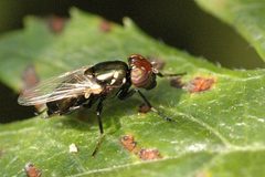 Physiphora.alceae by James K. Lindsey. Used under a CC BY-SA 3.0 license.