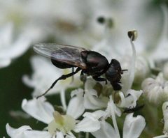 Physiphora alceae - Flickr - S. Rae by S. Rae from Scotland, UK. Used under a CC BY 2.0 license.