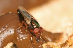 Physiphora alceae female by Muhammad Mahdi Karim. Used under a GFDL license.