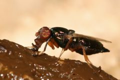 Physiphora alceae female2 by Muhammad. Used under a GFDL license.
