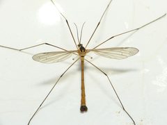 Cylindrotoma distinctissima by 



This image is created by user Dick Belgers at Waarneming.nl, a source of nature observations in the Netherlands.
. Used under a CC BY 3.0 license.