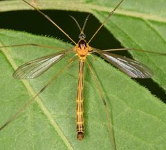 Liogma nodicornis by Christina Butler. Used under a CC BY 2.0 license.