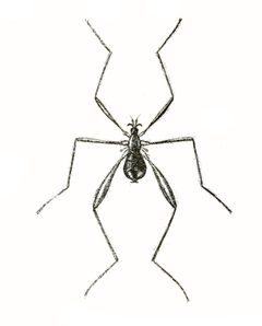 Chionea valga by F.L. Washburn, Edith Reed, others. Used under a Public domain license.