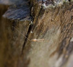 Cladura flavoferruginea by Cody Hough. Used under a CC BY-SA 3.0 license.