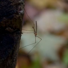 Cladura flavogerruginea by Cody Hough. Used under a CC BY-SA 3.0 license.