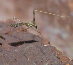 Erioptera caliptera - inat 57313943 by {{{name}}}. Used under a CC BY-SA 4.0 license.