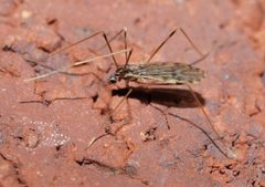 Erioptera parva - inat 315137060 by {{{name}}}. Used under a CC BY-SA 4.0 license.
