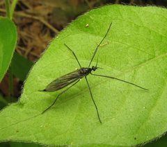 Gnophomyia tristissima by Beatriz Moisset. Used under a CC BY-SA 4.0 license.