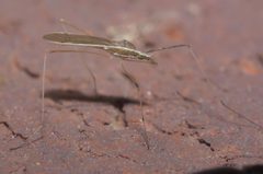 Gonomyia alexanderi P1320114a by 
xpda. Used under a CC BY-SA 4.0 license.