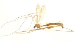 Ormosia romanovichiana by CNC/BIO Photography Group, Centre for Biodiversity Genomics. Used under a CC BY 3.0 license.