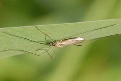Symplecta.pilipes.-.lindsey by James K. Lindsey. Used under a CC BY-SA 3.0 license.