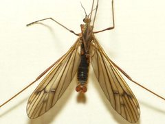 Symplecta pilipes by 



This image is created by user Dick Belgers at Waarneming.nl, a source of nature observations in the Netherlands.
. Used under a CC BY 3.0 license.