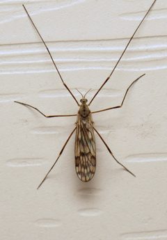 Dactylolabis montana by Nick Block. Used under a CC BY 4.0 license.