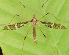 Epiphragma fasciapenne by Christina Butler. Used under a CC BY 2.0 license.