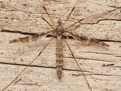Epiphragma fasciapenne 373586670 by Zygy. Used under a CC0 license.