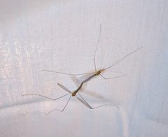 Antocha saxicola by Beatriz Moisset. Used under a CC BY-SA 4.0 license.